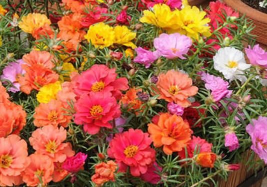  『款花』3款花，上班养护”不操心“，反而怕浇水勤快人，给点阳光就灿烂