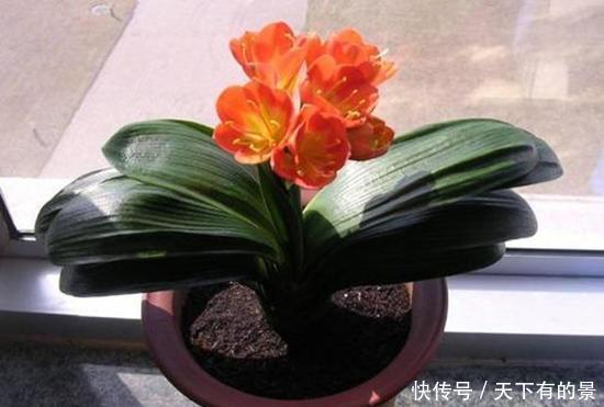  养殖|养“君子兰”坚持十年，总结出的养花秘籍，说的句句在理