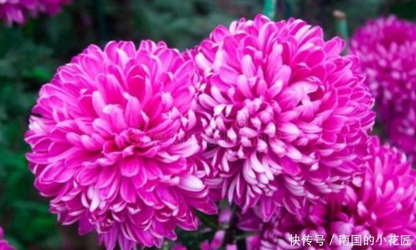  『五彩石竹』在家中养护花卉，就选择花色梦幻的5种花，妖娆优雅，非常的漂亮