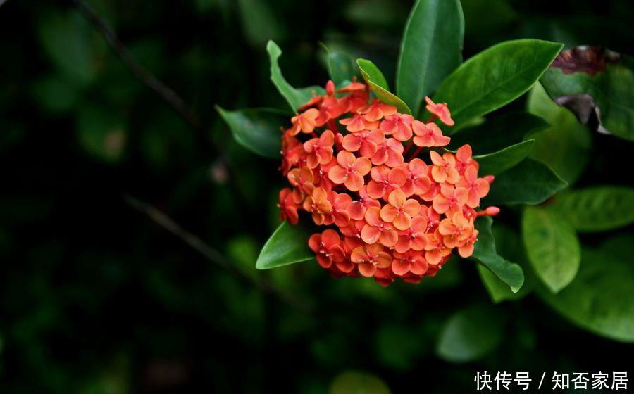  『养花』喜欢养花的朋友，不如养盆龙船花，五颜六色，开花不断