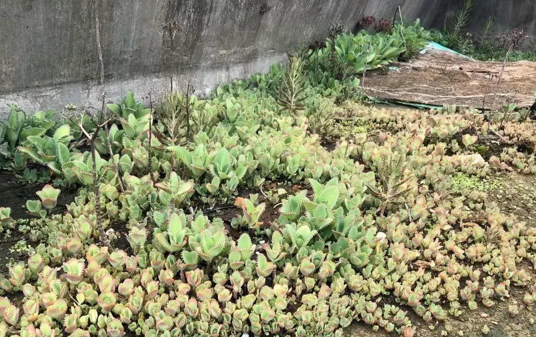 好养理由■这5种花命真大,掐个枝就能活,长满家里空地!