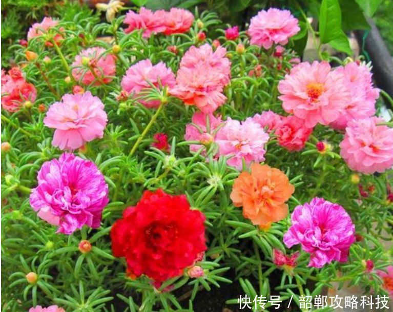 适合|“4种花”最好养,半月浇水一次,花开压弯枝头,适合新手养
