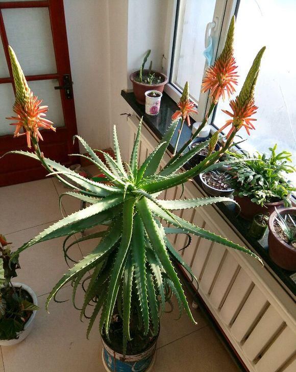  「干燥」养盆“木立芦荟”，脚底皲裂，手背干燥，叶子擦一擦，溜光水滑
