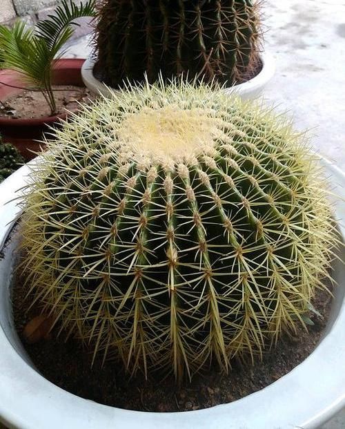  「仙人球的品种」仙人球养开花，花瓣寓意“幸运”，两个小要求，一下能开6朵花