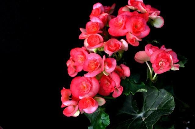  「绿萝」这三种花，一年四季能开花！而且比绿萝还好养、还长得