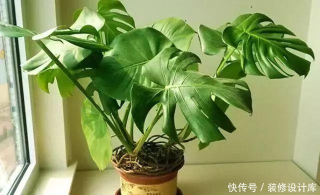  「阳光」家里阳光不好，就养这3种“最耐阴”的花，光不足也能生长旺盛！