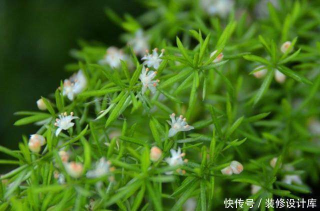  品种|武竹？还真有这个品种，种出来比文竹还美！