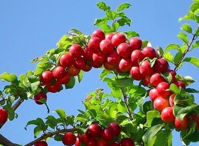 农村这种野果才是“补钙之王”，它的全身都是宝，目前卖到40一斤