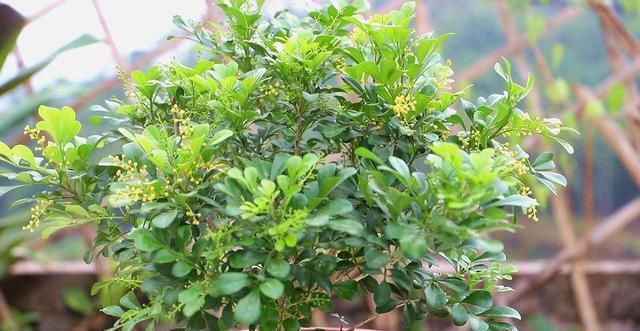  『喜欢光照』3种花是天然“香水花”，自带香味很好闻，夏天养一盆，驱蚊赶虫