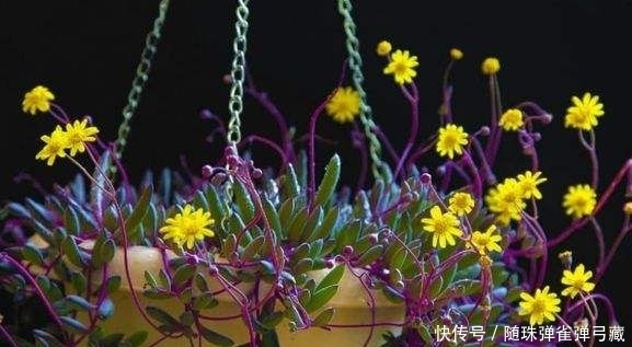  『盆栽』花期长的3种盆栽，一树多色花，花多易爆盆，全年开不停还很好养