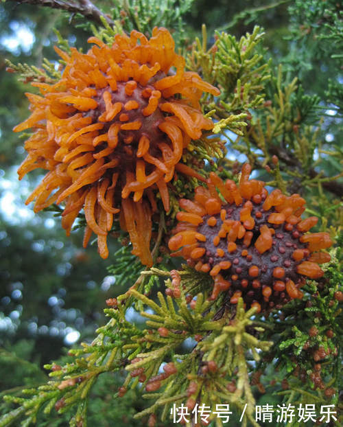 男子在郊外发现结满奇怪果实的树，询问当地村民后，不禁感到害怕