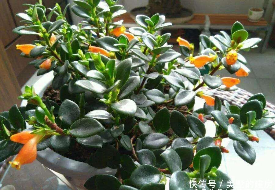  #枯萎#花卉种植技术：观赏花卉金鱼吊兰怎么种植，花苞干掉枯萎怎么办？