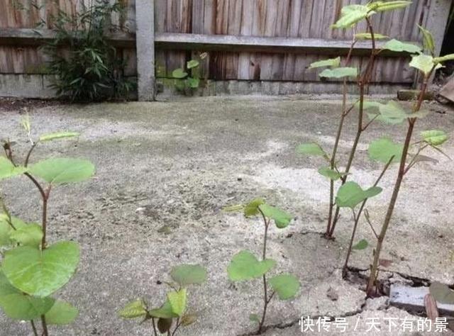  [本虎杖]“1种野草”长在墙上，看到要“铲除掉”，它繁殖快，危害大！