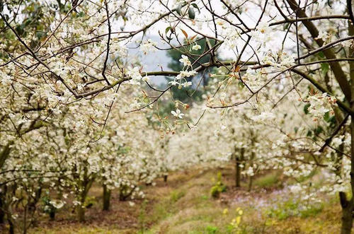 桂林的春天有多美?