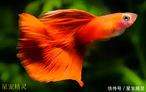 孔雀鱼繁殖100+只,你的小孔雀鱼能成活多少