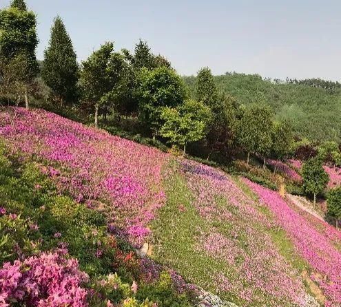  【慎养】这花要慎养，每年砍掉3麻袋，照样蹭蹭长！