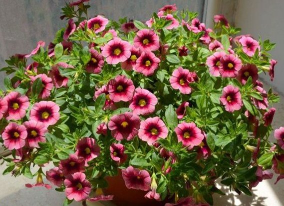「皮实」养花太操心?5款“皮实”的花卉,阳台开成小花园,花朵烂漫迷人