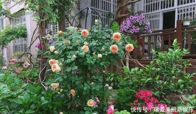 「平方」有了30平方的小院,能将日子过成了诗?简单而精致,优雅而从容!