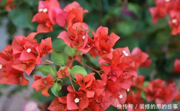 热越■3种花不怕热,现在养几盆,三伏天也能呼呼开,越热越起劲!