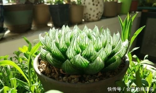  难养■多肉玉露叶片干瘪就是死了，我信了你个鬼，玉露养好难养死更难