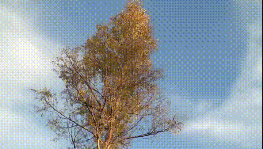 冷冷！寒潮已到达！你在发抖，国宝却不冬眠，连猴子都在泡温泉