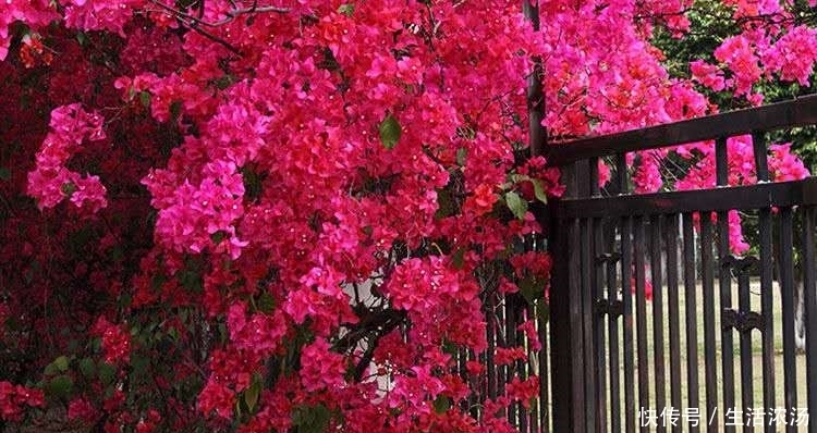 旺盛：三角梅夏季猛长，给它做个“整容大法”，枝条旺盛，开花不断！