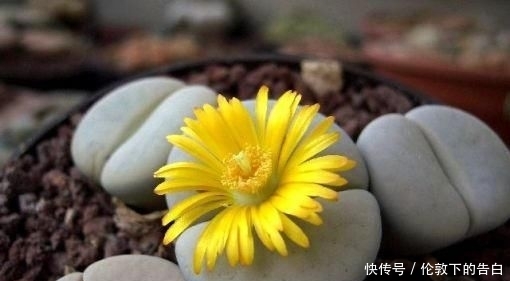 石花■两瓣叶子组成生石花,遇到强光一定要遮阴,晒皱皮没颜值
