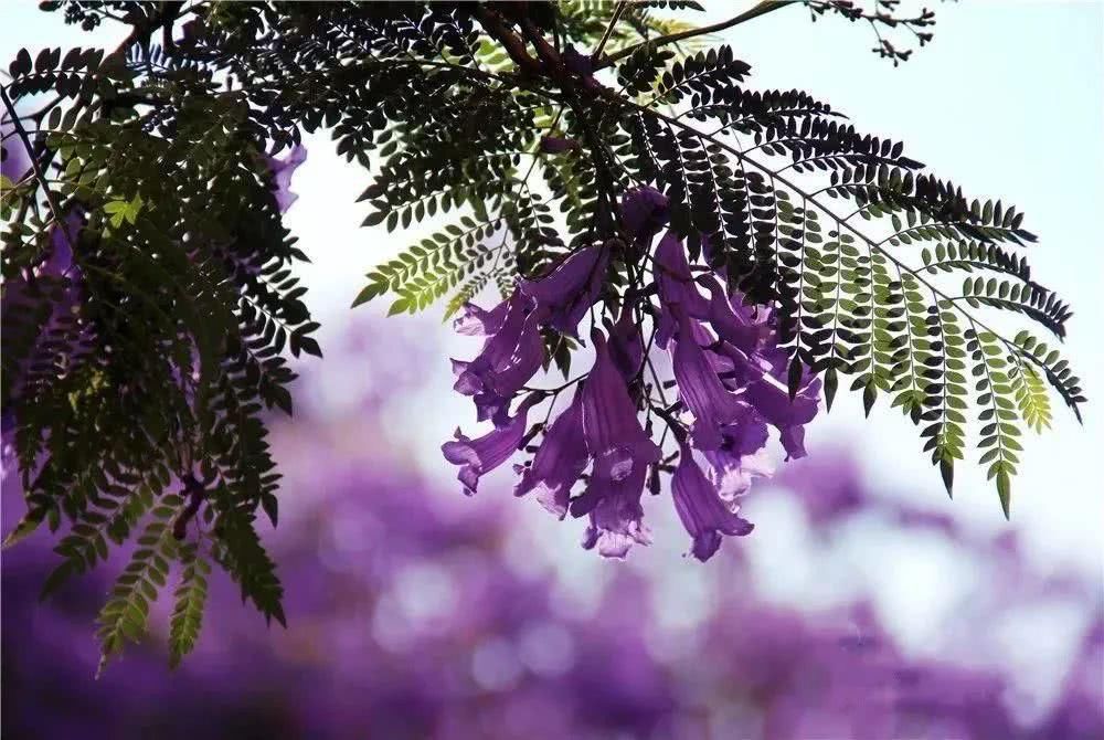  盘龙江畔■最美五月天！“云”欣赏毕业花蓝花楹