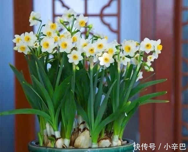  天使■喜欢白色？这五种“洁白花”不可错过，美如雪中天使