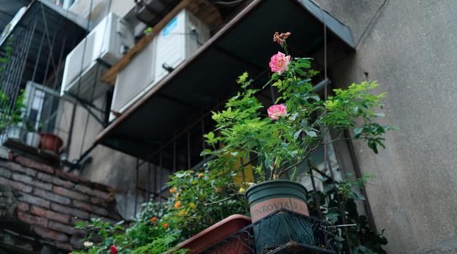  #月季#梅雨季节月季怎么养？杜绝黑斑病虫害，正常施肥别乱剪，严防烂根