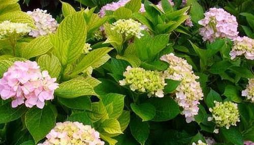 『长出』养绣球“修剪”要做对,花期必开花,花开几百朵,变成“大花球”