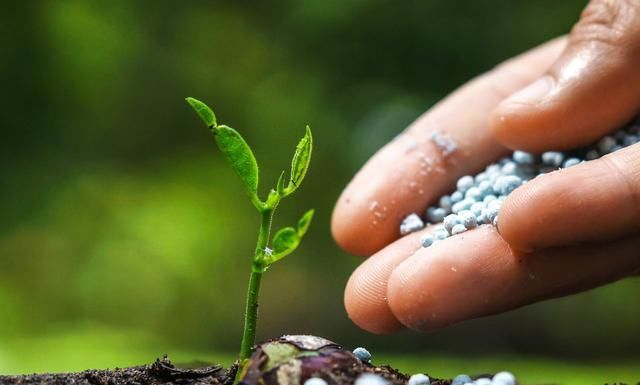  #月季#梅雨季节月季怎么养？杜绝黑斑病虫害，正常施肥别乱剪，严防烂根
