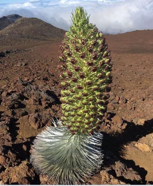 世界上最神奇的植物,几十年才开一次花,开完立刻死亡!