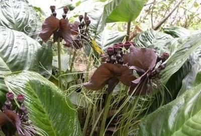 『招财猫』植物招财猫怎样养护