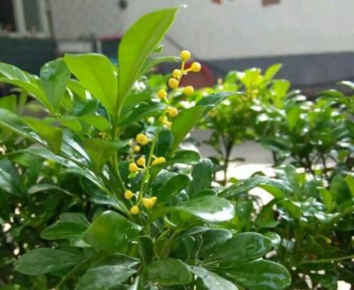  『水姿势不对』花店买回来的带花苞米兰花到底怎么养，才几天米兰花就叶黄花苞掉