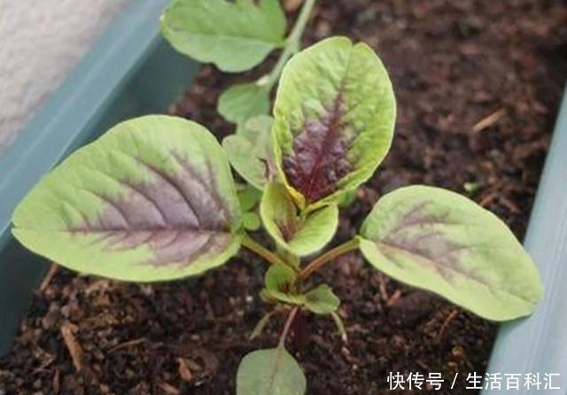  【蔬菜】此种蔬菜以前被当成野草，现在很多人盆栽养护，盆栽要做好4点