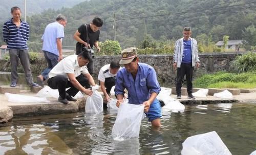  [生态]诸暨45万尾石斑鱼投入15条生态河道，今年投放量是往年的2
