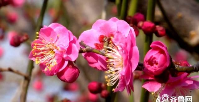  [陶醉]春分时节的花海令人陶醉，等着你打卡签到哟