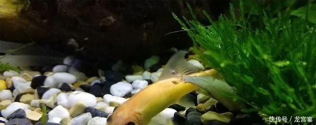 「青苔」清缸小钢炮:青苔鼠,吃藻又翻泥,想说爱你不容易