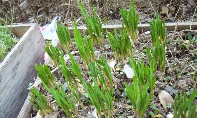 「蔬菜」三种蔬菜,盆栽水培都不错,一个月爆盆,好看又好吃,比花还美