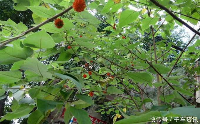 农村视为“害树”，看到连根拔起，现如今成了“摇钱树”