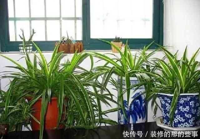 淘米水|老汉3年的吊兰老桩,手痒灌了两勺淘米水,几天就枯萎了,真倒霉