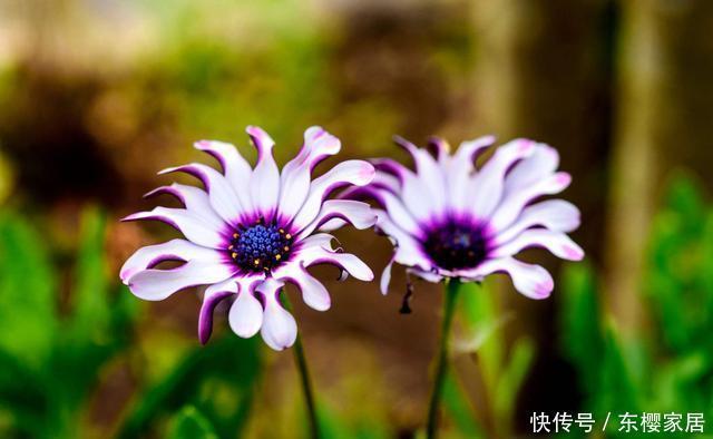 「家里」喜欢在家里养花,3种花一定不能错过,好养易活开花漂亮,美极了
