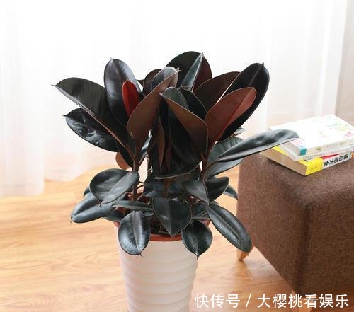  「豆瓣绿」这些盆栽，别花钱买，剪个叶子，沾土就生根，一年爆出十几盆