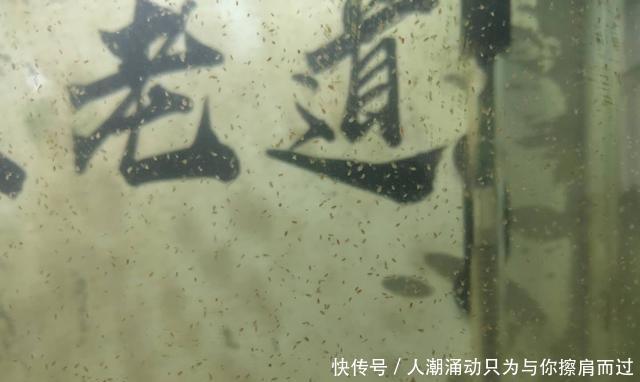  【水质】很多观赏鱼的鱼苗养不大，未必难在水质上，而是因为一个小问题！