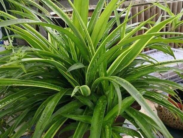 利于吊兰:如何给吊兰盆栽补水?2点做到位,植株生长得旺盛、枝繁叶茂