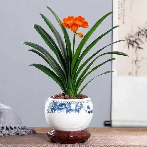 越养越@人养花、花养人,家养10种花,清新空气,越养越健康!