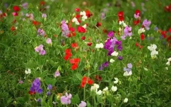前方花海高能，这些花儿你能认出几种？