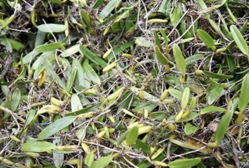  「人称」“1种杂草”紧贴大树生长，人称“独叶岩珠”，少见、还珍贵！