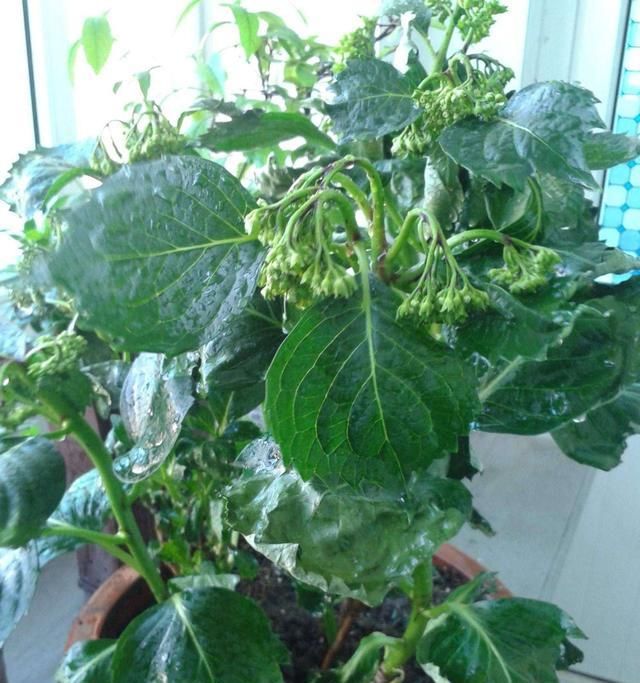  「导致绣球花」绣球长花苞正当时，花苞发黑怎么办？4个原因，教你破解